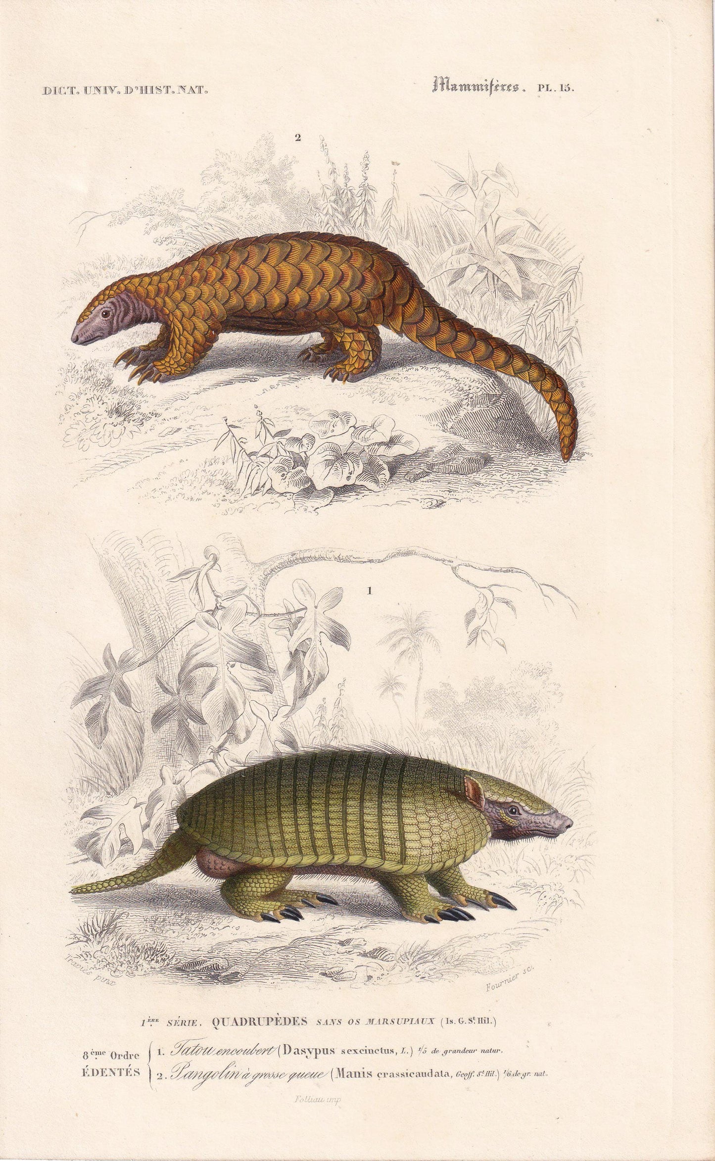 1861 PANGOLIN & ARMADILLO Print - Hand-Coloured Antique Print - Orbigny - Pangolin Wall Art - Animal Gift Decor - 5.75 x 9.75 Inches