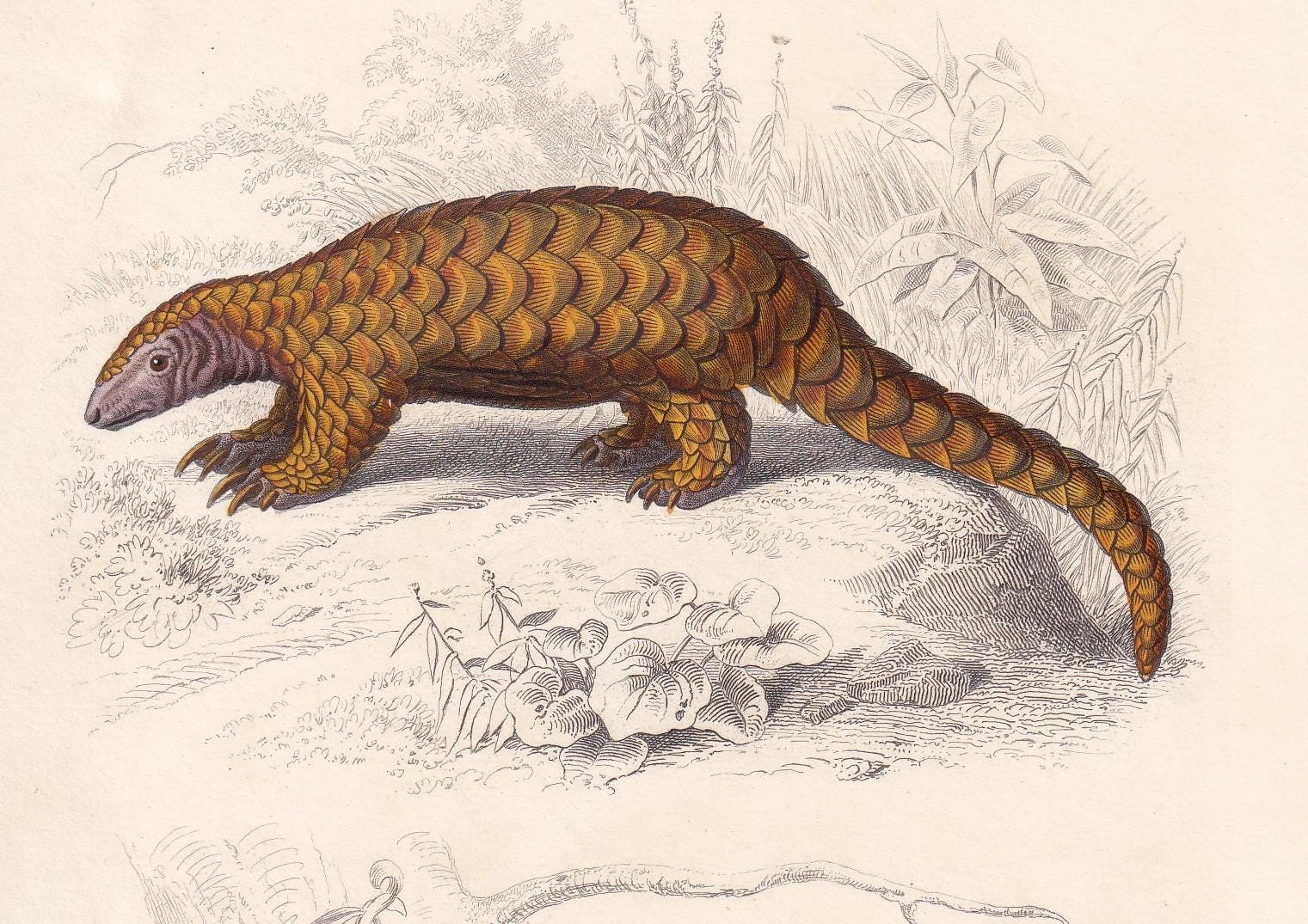1861 PANGOLIN & ARMADILLO Print - Hand-Coloured Antique Print - Orbigny - Pangolin Wall Art - Animal Gift Decor - 5.75 x 9.75 Inches