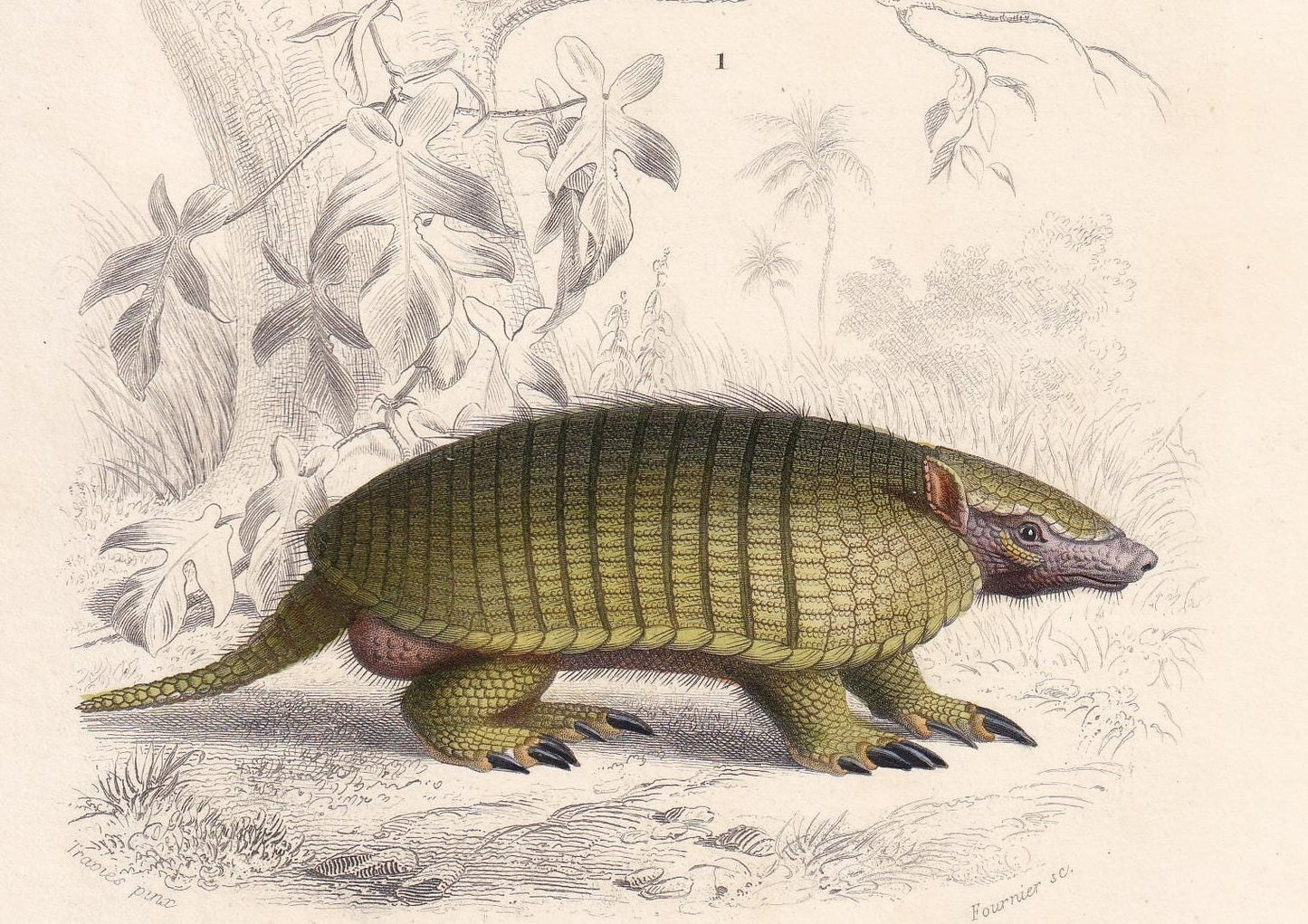 1861 PANGOLIN & ARMADILLO Print - Hand-Coloured Antique Print - Orbigny - Pangolin Wall Art - Animal Gift Decor - 5.75 x 9.75 Inches