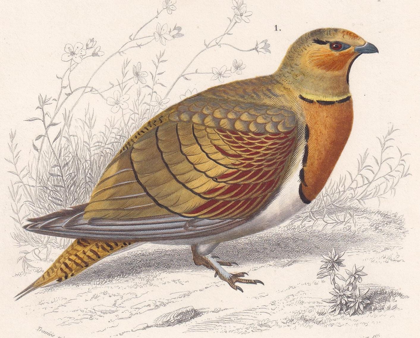 1861 SANDGROUSE & BUTTON QUAIL Bird Print - Hand-Coloured Antique Print - Orbigny - Bird Wall Art - Animal Gift Decor - 5.75 
