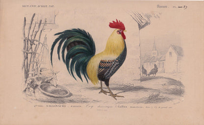 1861 ROOSTER COCKEREL CHICKEN Print - Hand-Coloured Antique Print - Orbigny - Bird Wall Art - Animal Gift Decor - 5.75 x 9.75 Inches