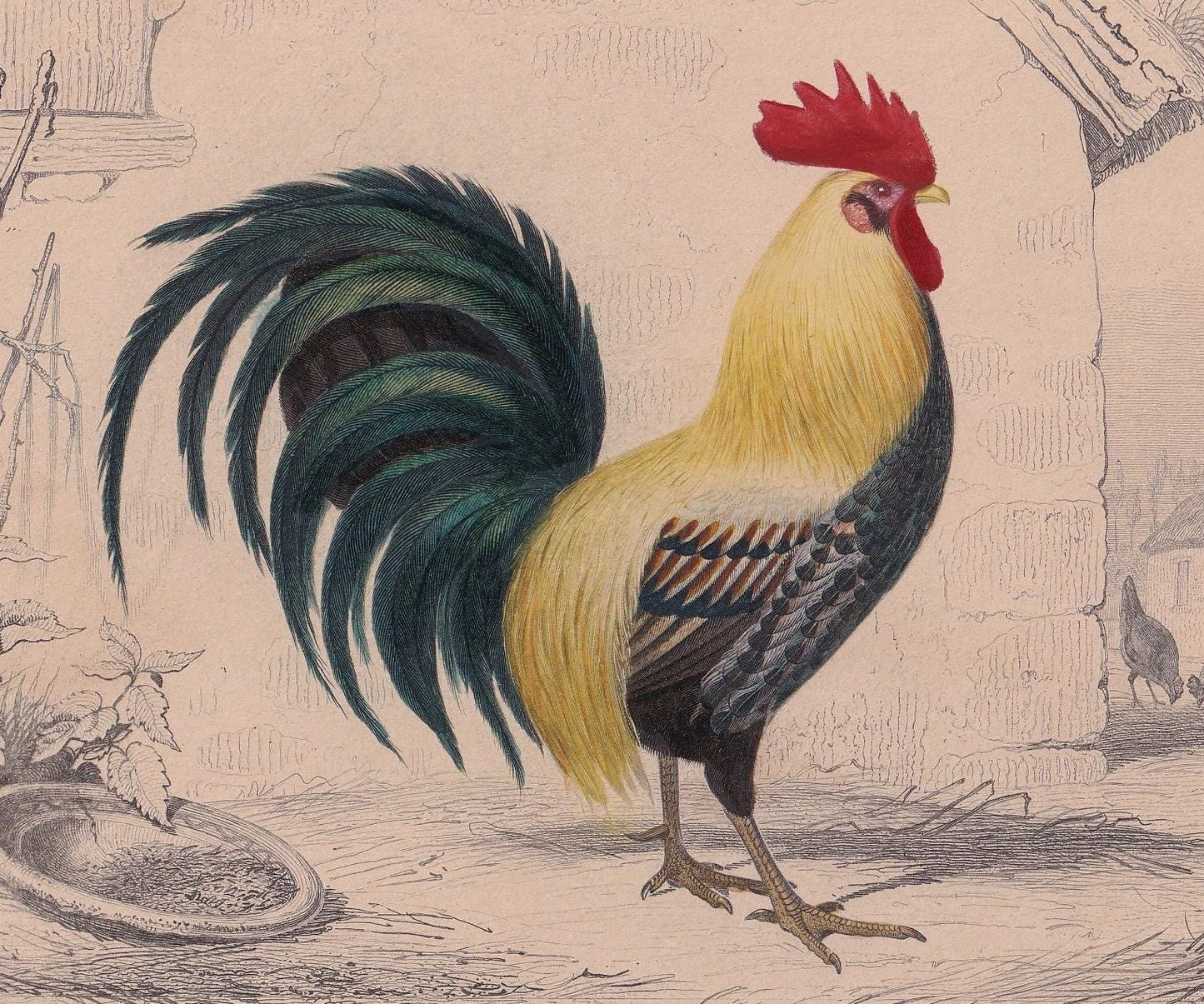 1861 ROOSTER COCKEREL CHICKEN Print - Hand-Coloured Antique Print - Orbigny - Bird Wall Art - Animal Gift Decor - 5.75 x 9.75