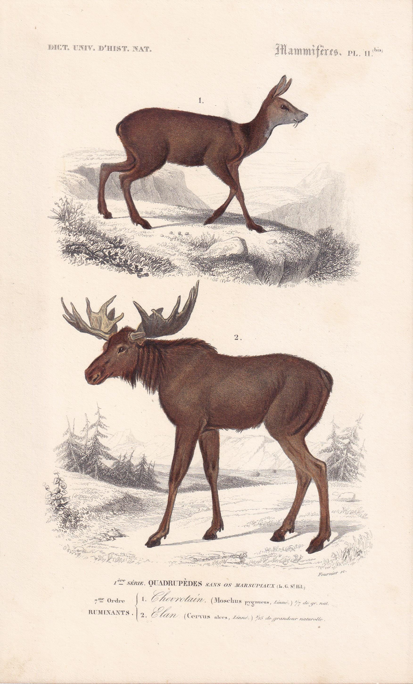 1861 MOOSE & MUSK DEER Print - Hand-Coloured Antique Print - Orbigny - Elk Wall Art - Animal Gift Decor - 5.75 x 9.75 Inches