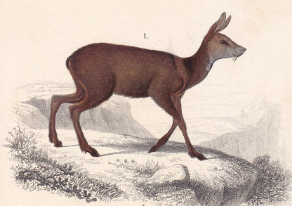 1861 MOOSE & MUSK DEER Print - Hand-Coloured Antique Print - Orbigny - Elk Wall Art - Animal Gift Decor - 5.75 x 9.75 Inches