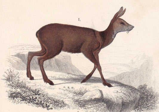 1861 MOOSE & MUSK DEER Print - Hand-Coloured Antique Print - Orbigny - Elk Wall Art - Animal Gift Decor - 5.75 x 9.75 Inches