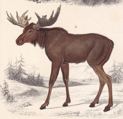 1861 MOOSE & MUSK DEER Print - Hand-Coloured Antique Print - Orbigny - Elk Wall Art - Animal Gift Decor - 5.75 x 9.75 Inches