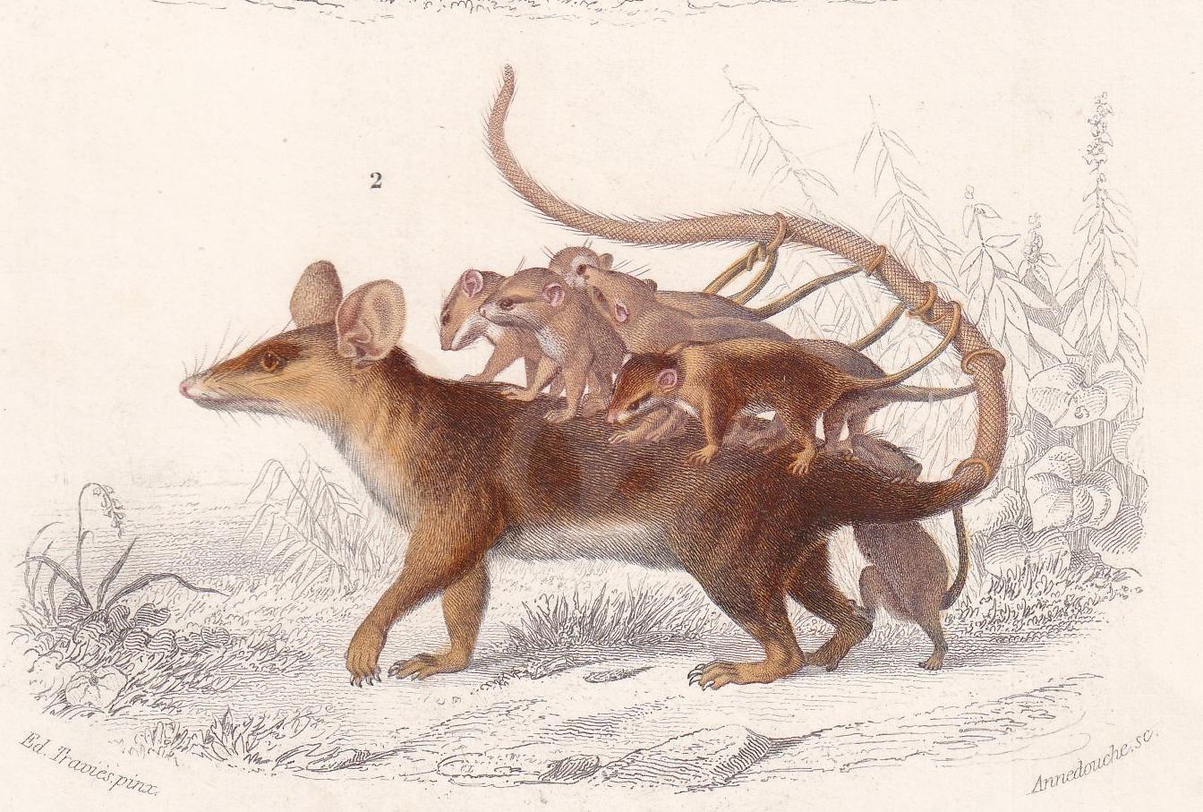 1861 OPOSSUM Print - Hand-Coloured Antique Print - Orbigny - Possum Wall Art - Animal Gift Decor - 5.75 x 9.75 Inches