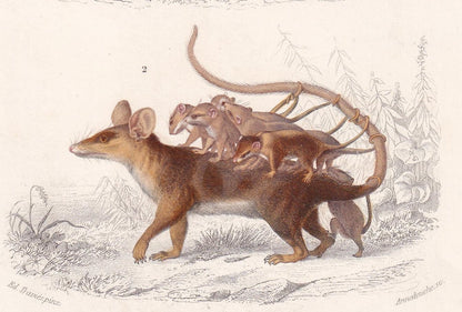 1861 OPOSSUM Print - Hand-Coloured Antique Print - Orbigny - Possum Wall Art - Animal Gift Decor - 5.75 x 9.75 Inches