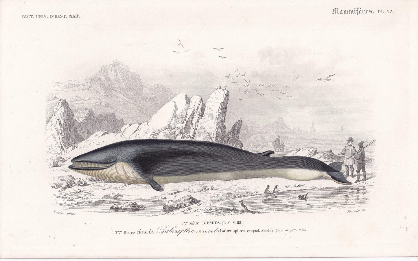 1861 RORQUAL WHALE Print - Hand-Coloured Antique Print - Orbigny - Baleen Whale Wall Art - Animal Gift Decor - 5.75 x 9.75 Inches