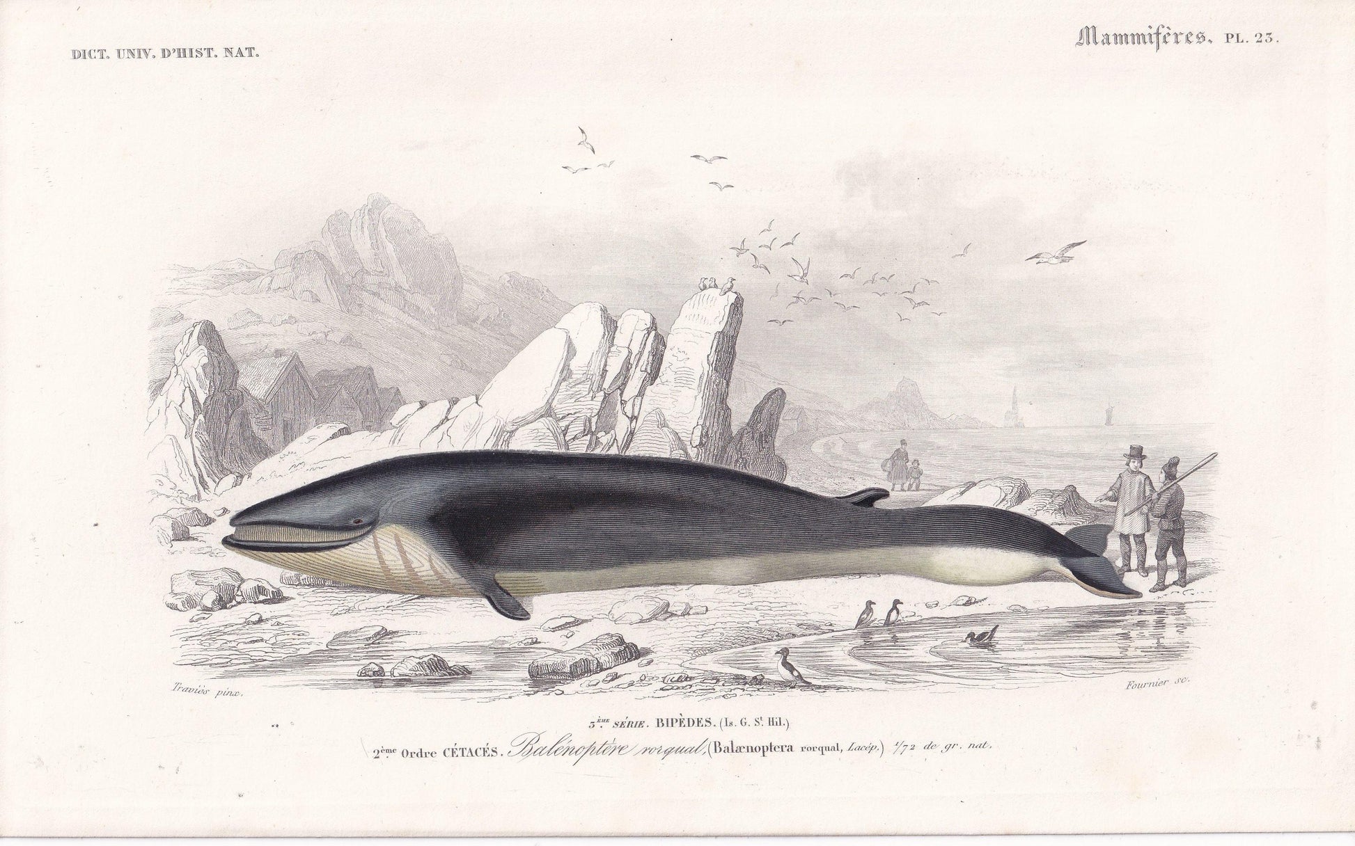 1861 RORQUAL WHALE Print - Hand-Coloured Antique Print - Orbigny - Baleen Whale Wall Art - Animal Gift Decor - 5.75 x 9.75 Inches