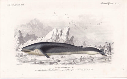 1861 RORQUAL WHALE Print - Hand-Coloured Antique Print - Orbigny - Baleen Whale Wall Art - Animal Gift Decor - 5.75 x 9.75 Inches