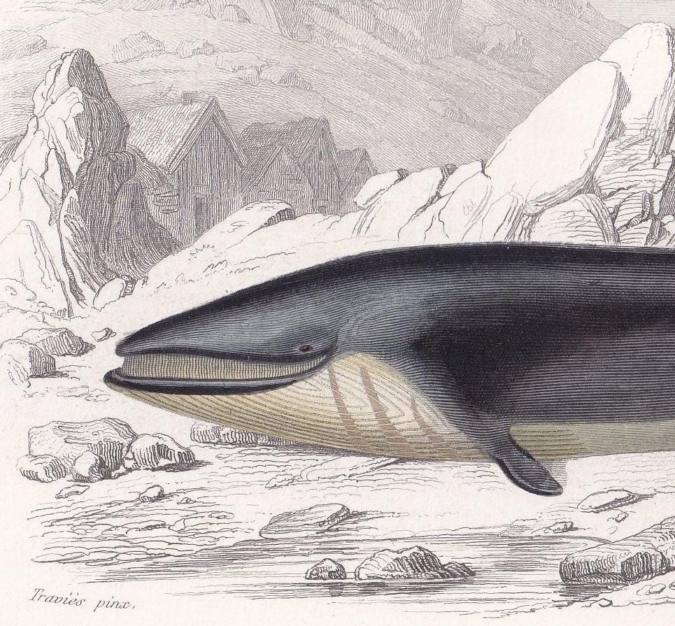 1861 RORQUAL WHALE Print - Hand-Coloured Antique Print - Orbigny - Baleen Whale Wall Art - Animal Gift Decor - 5.75 x 9.75 Inches