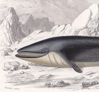 1861 RORQUAL WHALE Print - Hand-Coloured Antique Print - Orbigny - Baleen Whale Wall Art - Animal Gift Decor - 5.75 x 9.75 Inches