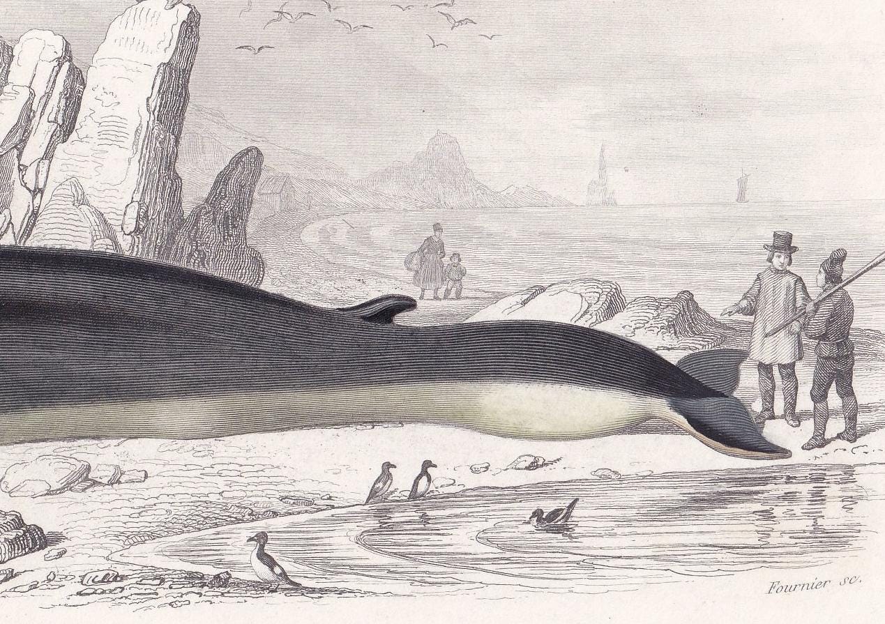 1861 RORQUAL WHALE Print - Hand-Coloured Antique Print - Orbigny - Baleen Whale Wall Art - Animal Gift Decor - 5.75 x 9.75 Inches