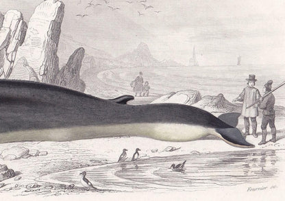 1861 RORQUAL WHALE Print - Hand-Coloured Antique Print - Orbigny - Baleen Whale Wall Art - Animal Gift Decor - 5.75 x 9.75 Inches