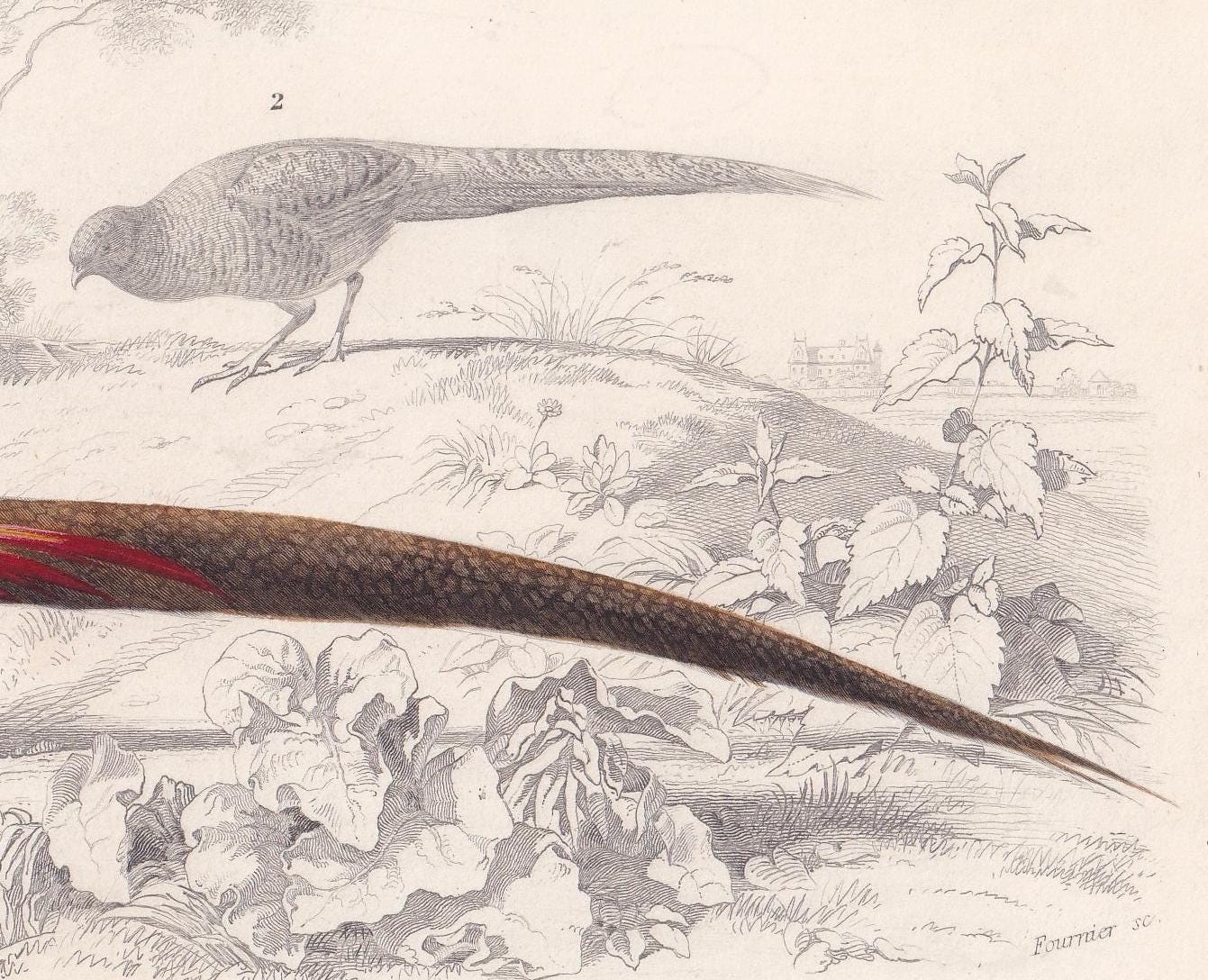 1861 GOLDEN PHEASANT Print - Hand-Coloured Antique Print - Orbigny - Bird Wall Art - Animal Gift Decor - 5.75 x 9.75 Inches