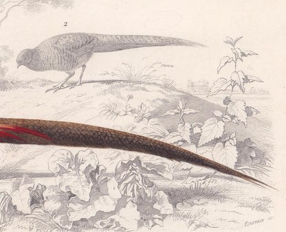 1861 GOLDEN PHEASANT Print - Hand-Coloured Antique Print - Orbigny - Bird Wall Art - Animal Gift Decor - 5.75 x 9.75 Inches