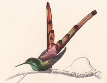 1861 HUMMINGBIRD & KINGFISHER BIRD Print - Hand-Coloured Antique Print - Orbigny - Bird Wall Art - Animal Gift Decor - 5.75 x