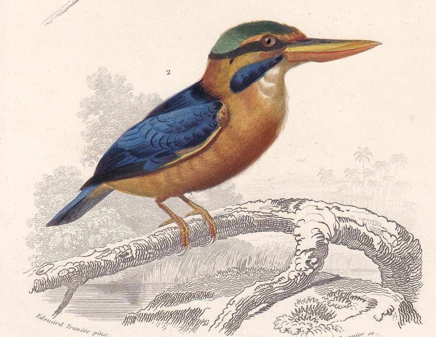 1861 HUMMINGBIRD & KINGFISHER BIRD Print - Hand-Coloured Antique Print - Orbigny - Bird Wall Art - Animal Gift Decor - 5.75 x