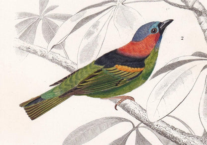 1861 TANAGER BIRD Print - Hand-Coloured Antique Print - Orbigny - Tropical Bird Wall Art - Animal Gift Decor - 5.75 x 9.75 In