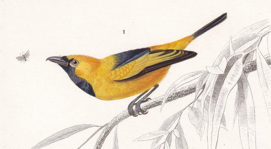 1861 GOLDEN MONARCH & MINIVET Bird Print - Hand-Coloured Antique Print - Orbigny - Bird Wall Art - Animal Gift Decor - 5.75 x