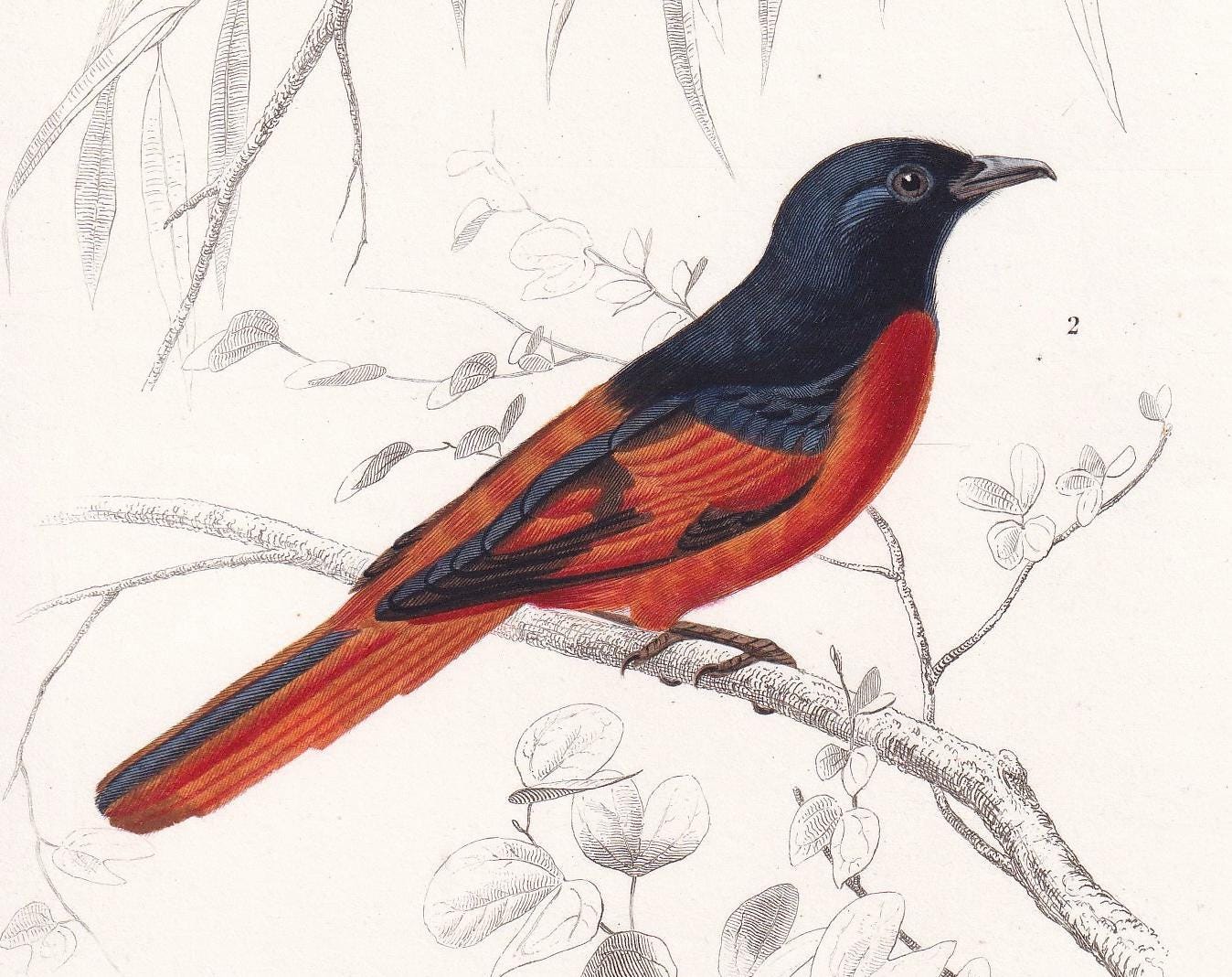 1861 GOLDEN MONARCH & MINIVET Bird Print - Hand-Coloured Antique Print - Orbigny - Bird Wall Art - Animal Gift Decor - 5.75 x