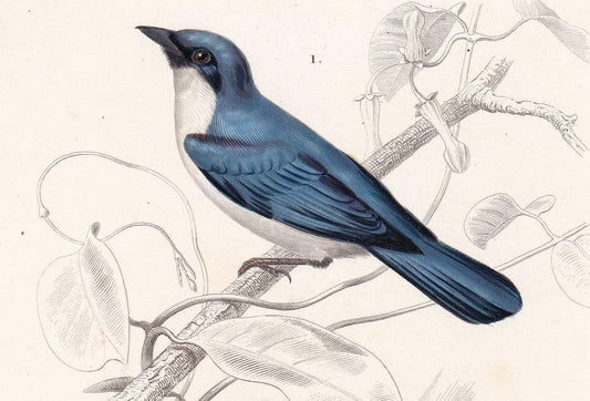 1861 BLUE SHRIKE & Bush Shrike Bird Print - Hand-Coloured Antique Print - Orbigny - Bird Wall Art - Animal Gift Decor - 5.75 