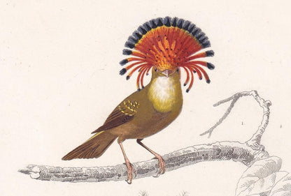 1861 FLYCATCHER & LYREBIRD Bird Print - Hand-Coloured Antique Print - Orbigny - Bird Wall Art - Animal Gift Decor - 5.75 x 9.