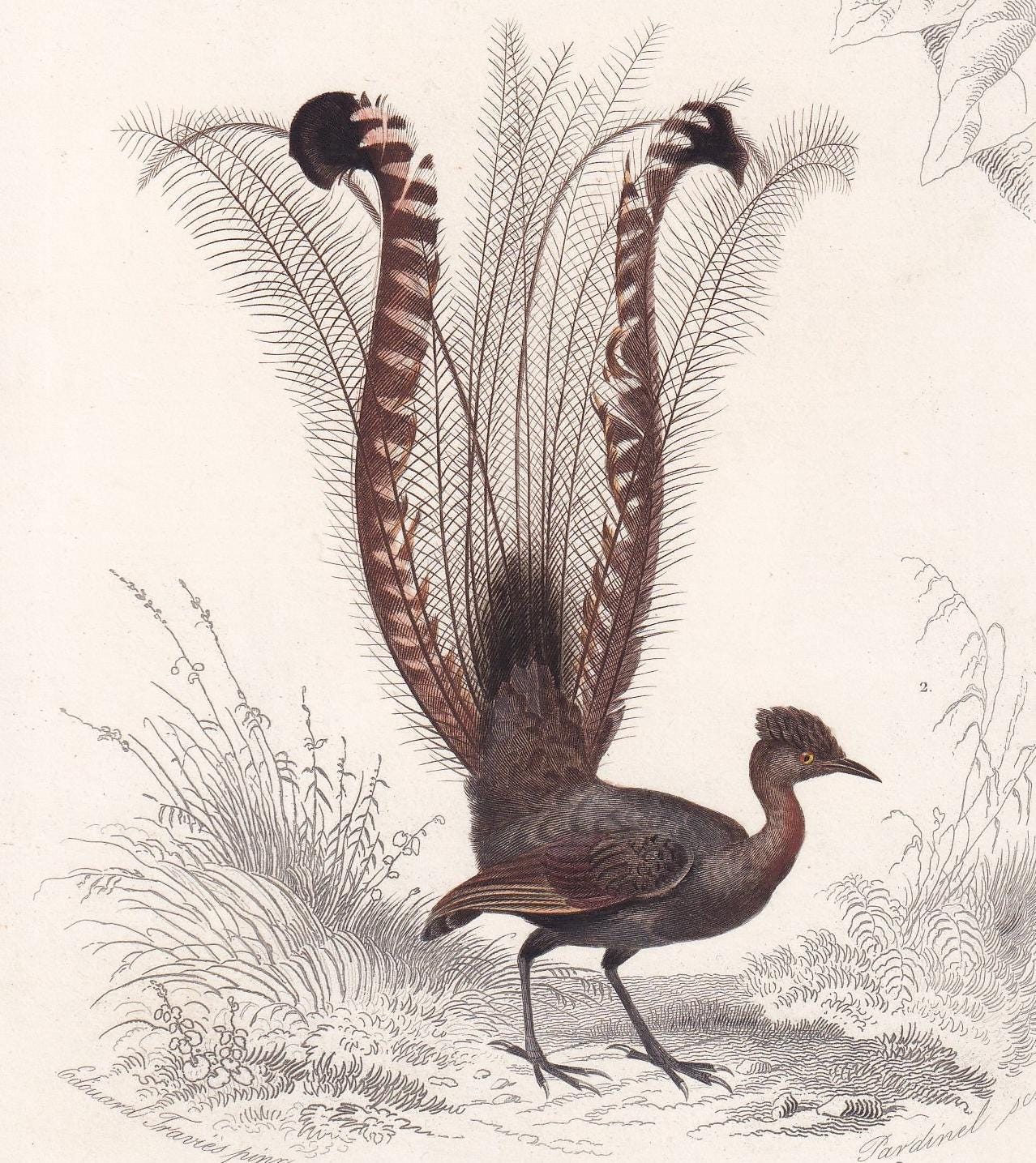 1861 FLYCATCHER & LYREBIRD Bird Print - Hand-Coloured Antique Print - Orbigny - Bird Wall Art - Animal Gift Decor - 5.75 x 9.