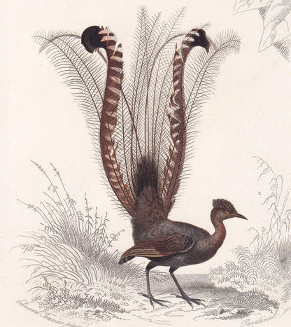 1861 FLYCATCHER & LYREBIRD Bird Print - Hand-Coloured Antique Print - Orbigny - Bird Wall Art - Animal Gift Decor - 5.75 x 9.