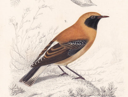 1861 SIBERIAN RUBYTHROAT & WHEATEAR Bird Print - Hand-Coloured Antique Print - Orbigny - Bird Wall Art - Gift Decor - 5.75 x 