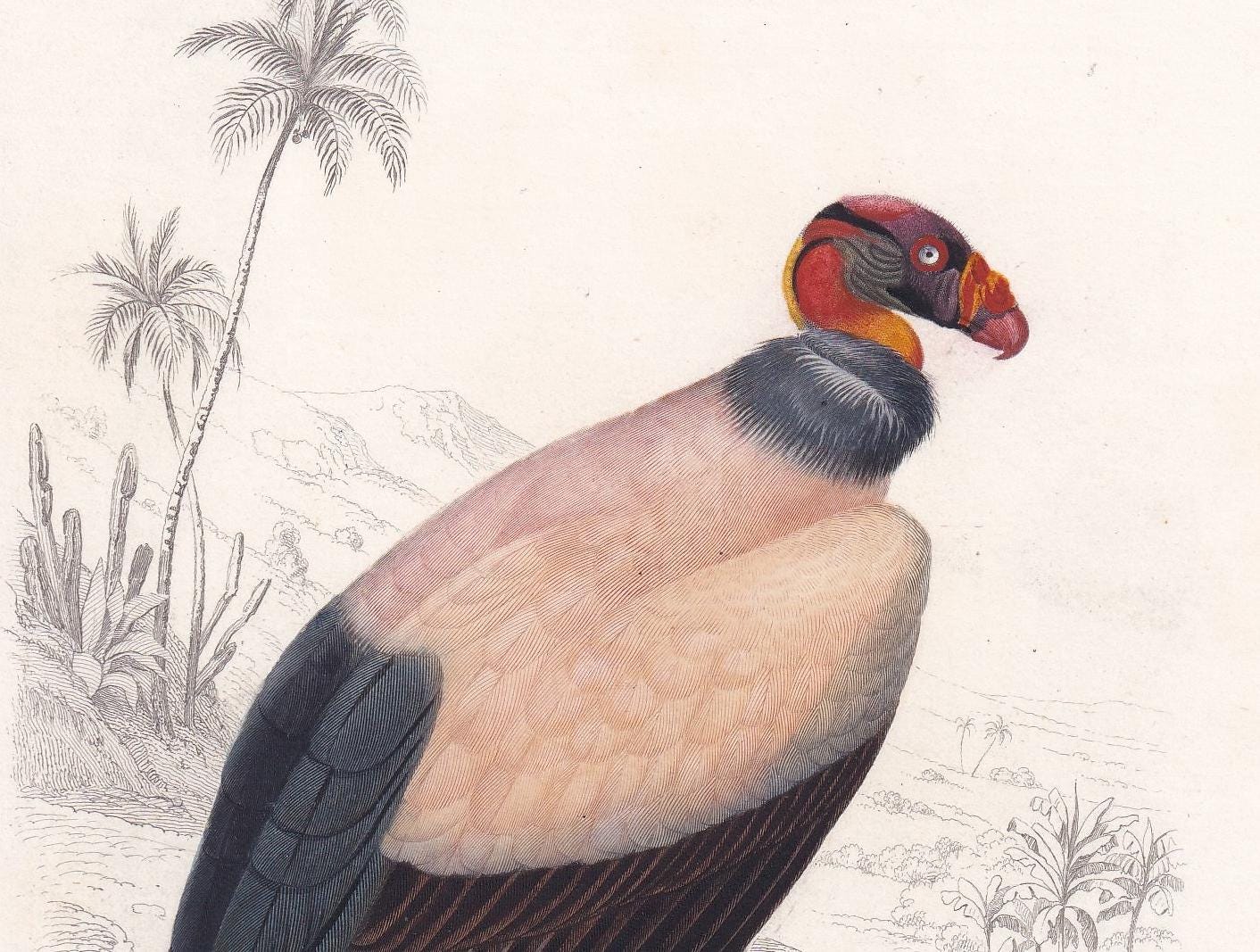 1861 KING VULTURE Bird Print - Hand-Coloured Antique Print - Orbigny - Bird Wall Art - Animal Gift Decor - 5.75 x 9.75 Inches
