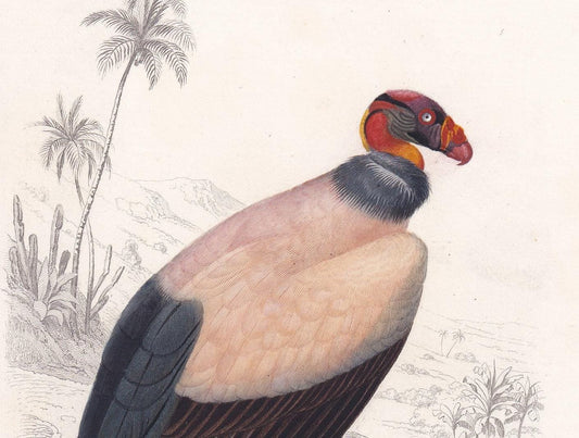 1861 KING VULTURE Bird Print - Hand-Coloured Antique Print - Orbigny - Bird Wall Art - Animal Gift Decor - 5.75 x 9.75 Inches