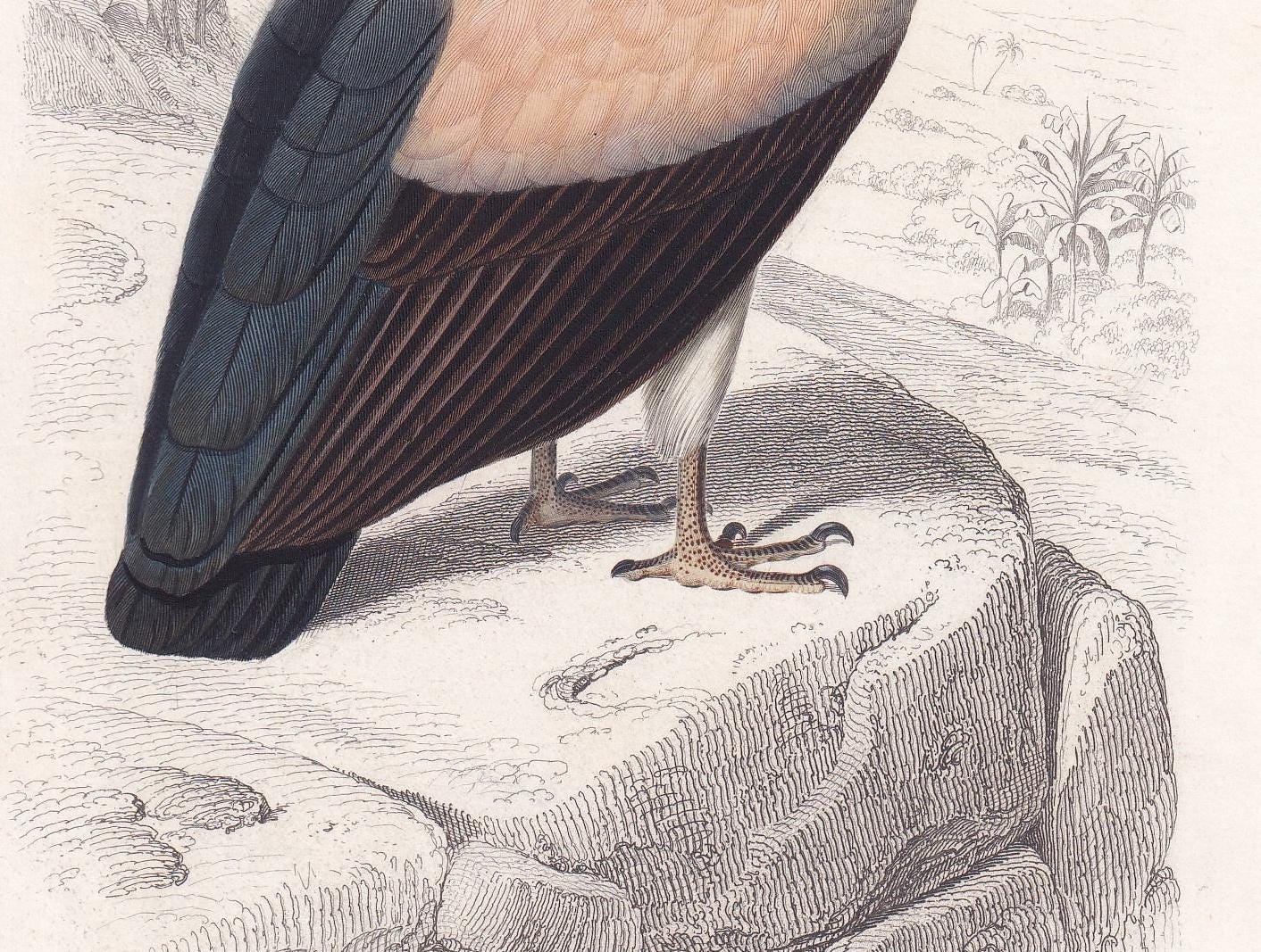 1861 KING VULTURE Bird Print - Hand-Coloured Antique Print - Orbigny - Bird Wall Art - Animal Gift Decor - 5.75 x 9.75 Inches