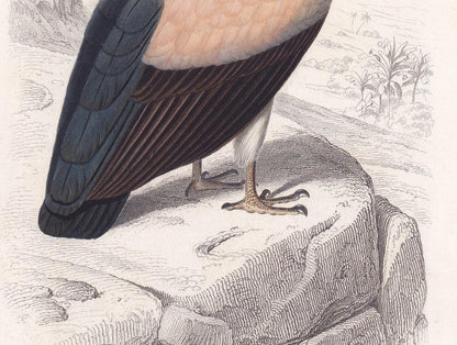1861 KING VULTURE Bird Print - Hand-Coloured Antique Print - Orbigny - Bird Wall Art - Animal Gift Decor - 5.75 x 9.75 Inches