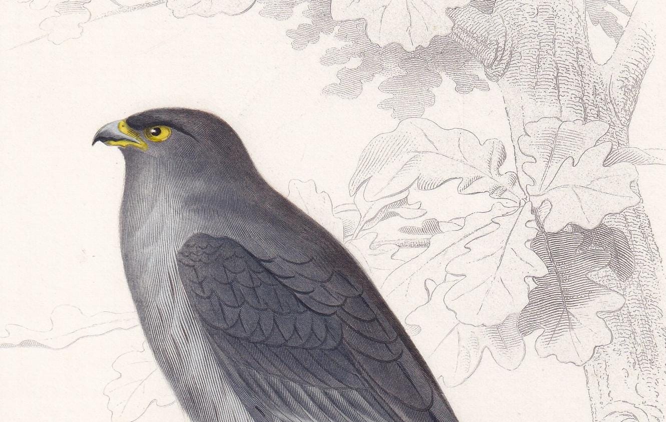 1861 RED-FOOTED FALCON Bird Print - Hand-Coloured Antique Print - Orbigny - Bird Wall Art - Animal Gift Decor - 5.75 x 9.75 I