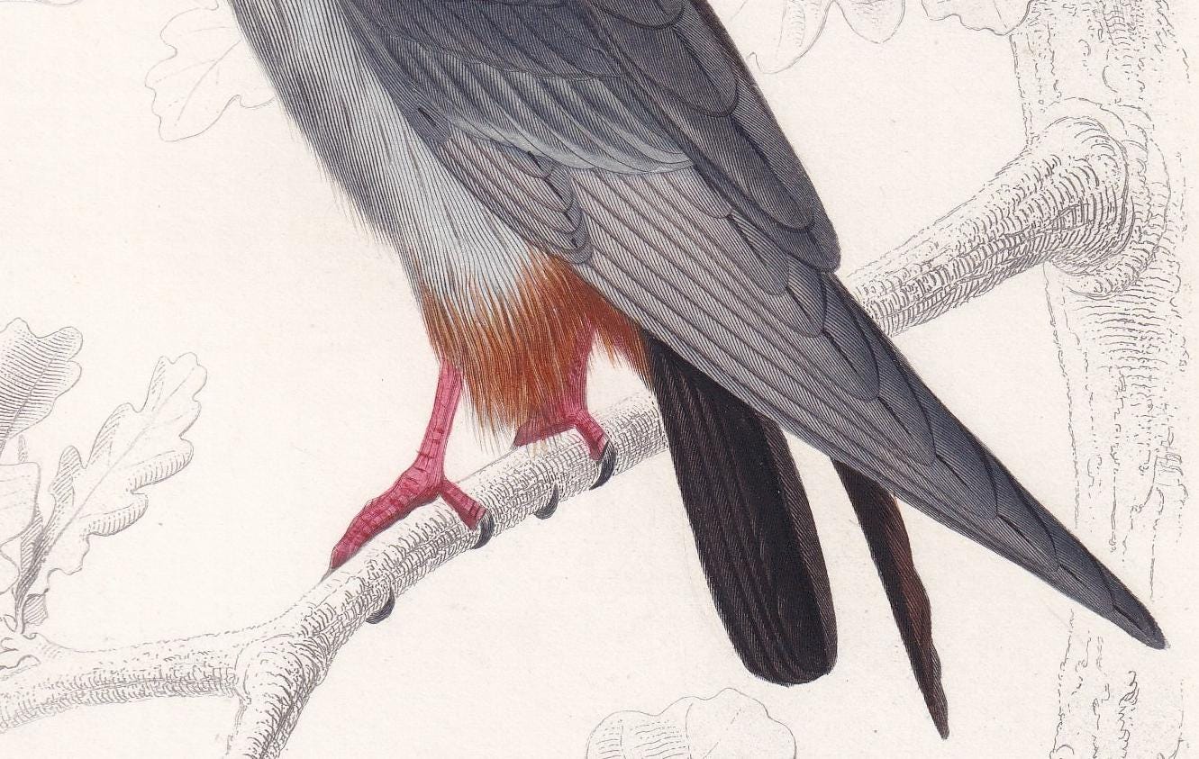 1861 RED-FOOTED FALCON Bird Print - Hand-Coloured Antique Print - Orbigny - Bird Wall Art - Animal Gift Decor - 5.75 x 9.75 I