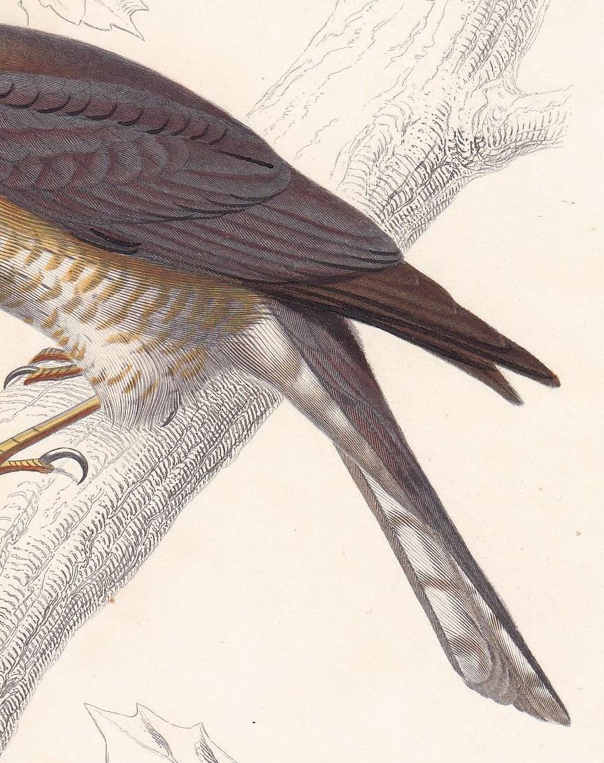 1861 SPARROWHAWK Bird Print - Hand-Coloured Antique Print - Orbigny - Bird Wall Art - Animal Gift Decor - 5.75 x 9.75 Inches