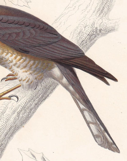 1861 SPARROWHAWK Bird Print - Hand-Coloured Antique Print - Orbigny - Bird Wall Art - Animal Gift Decor - 5.75 x 9.75 Inches