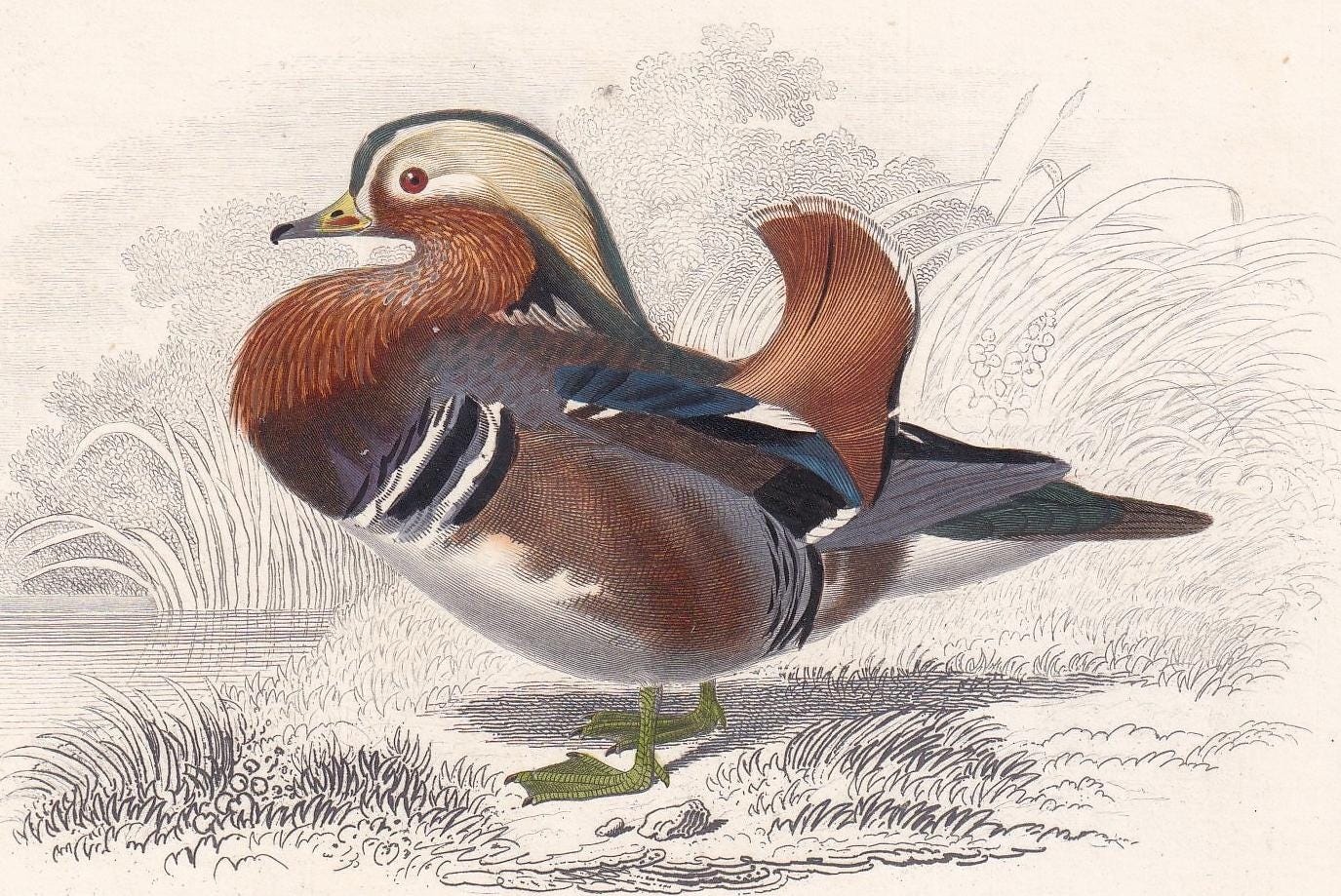 1861 MANDARIN DUCK & PELICAN Bird Print - Hand-Coloured Antique Print - Orbigny - Bird Wall Art - Animal Gift Decor - 5.75 x 