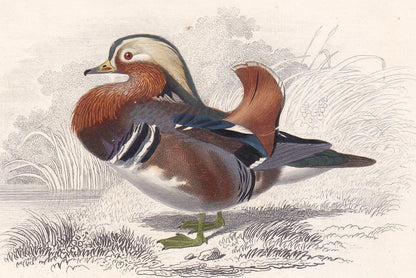 1861 MANDARIN DUCK & PELICAN Bird Print - Hand-Coloured Antique Print - Orbigny - Bird Wall Art - Animal Gift Decor - 5.75 x 