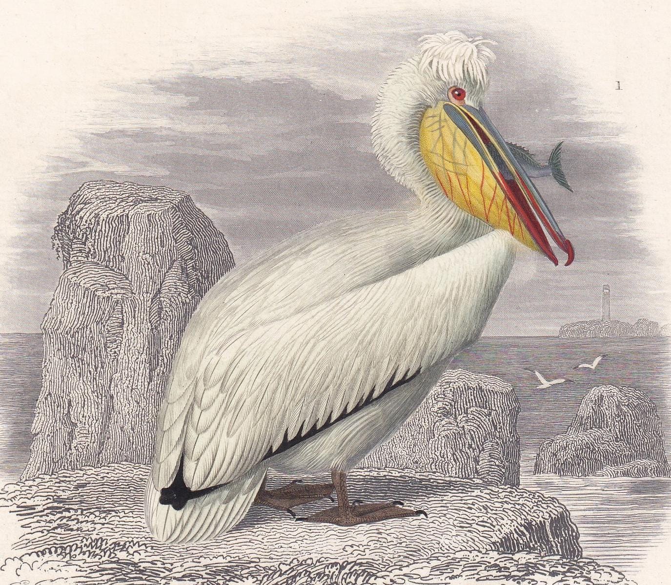 1861 MANDARIN DUCK & PELICAN Bird Print - Hand-Coloured Antique Print - Orbigny - Bird Wall Art - Animal Gift Decor - 5.75 x 