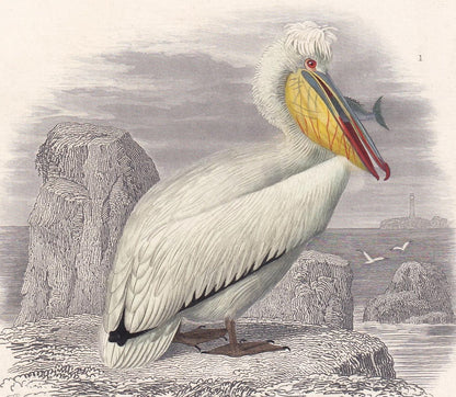 1861 MANDARIN DUCK & PELICAN Bird Print - Hand-Coloured Antique Print - Orbigny - Bird Wall Art - Animal Gift Decor - 5.75 x 