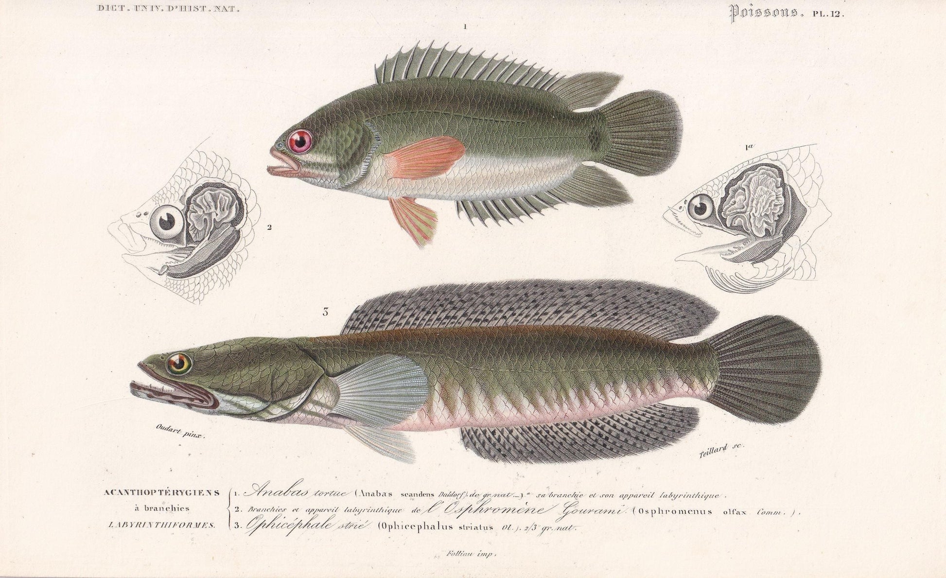 1861 CLIMBING PERCH & Snakehead Murrel Fish Print - Hand-Coloured Antique Print - Orbigny - Fishing Art - Gift Decor - 9.75 x 5.75 Inches