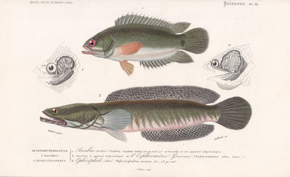 1861 CLIMBING PERCH & Snakehead Murrel Fish Print - Hand-Coloured Antique Print - Orbigny - Fishing Art - Gift Decor - 9.75 x 5.75 Inches