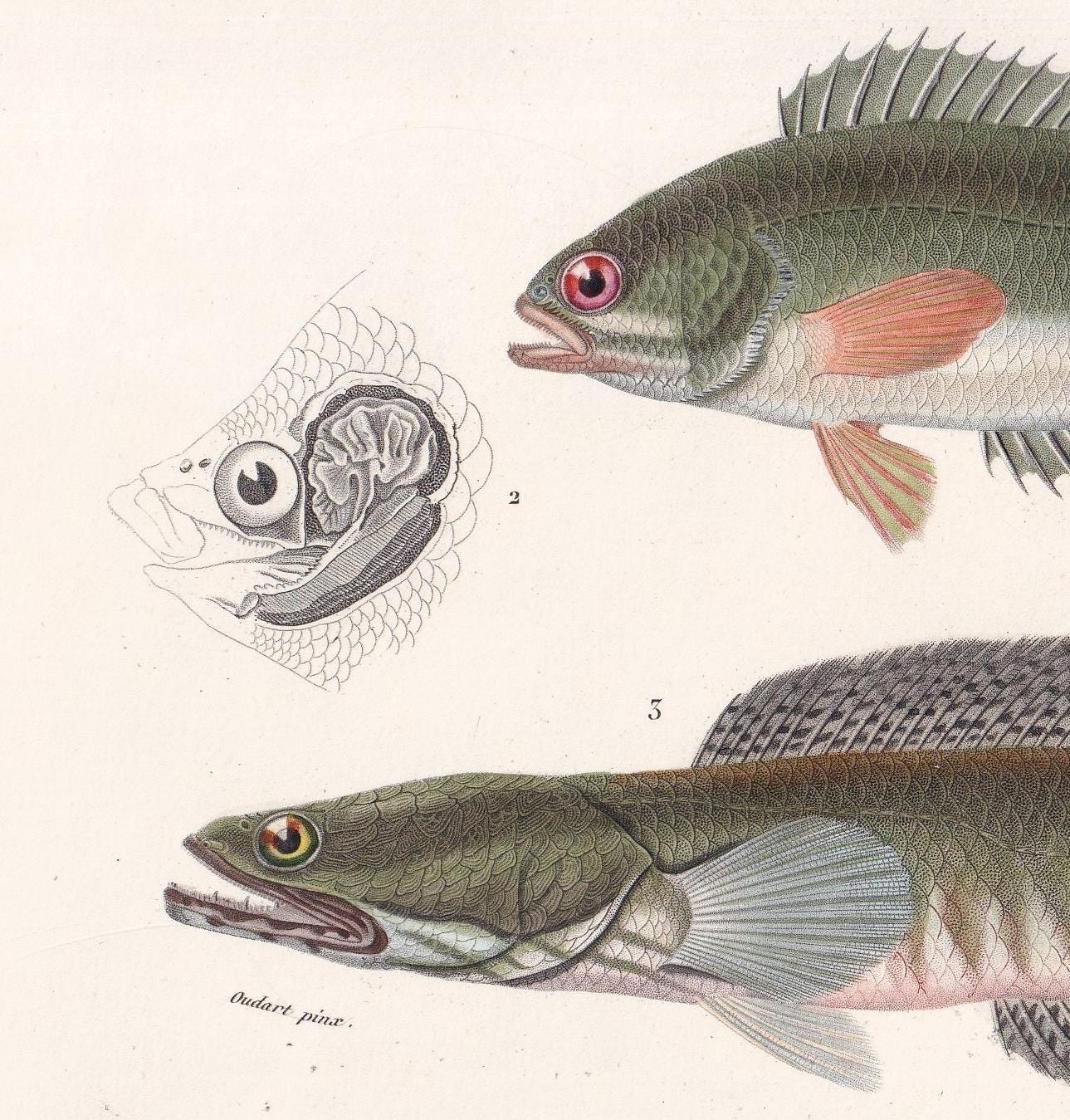1861 CLIMBING PERCH & Snakehead Murrel Fish Print - Hand-Coloured Antique Print - Orbigny - Fishing Art - Gift Decor - 9.75 x 5.75 Inches