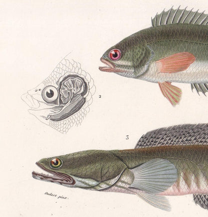 1861 CLIMBING PERCH & Snakehead Murrel Fish Print - Hand-Coloured Antique Print - Orbigny - Fishing Art - Gift Decor - 9.75 x 5.75 Inches