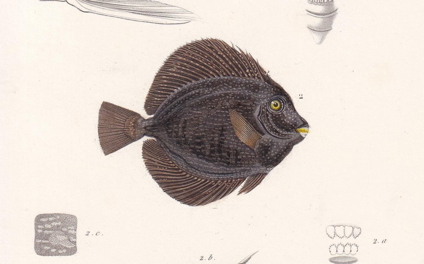 1861 BLUE-SPOTTED SPINEFOOT & Gem Tang Fish Print - Hand-Coloured Antique Print - Orbigny - Fishing Art - Gift Decor - 5.75 x 9.75 Inches