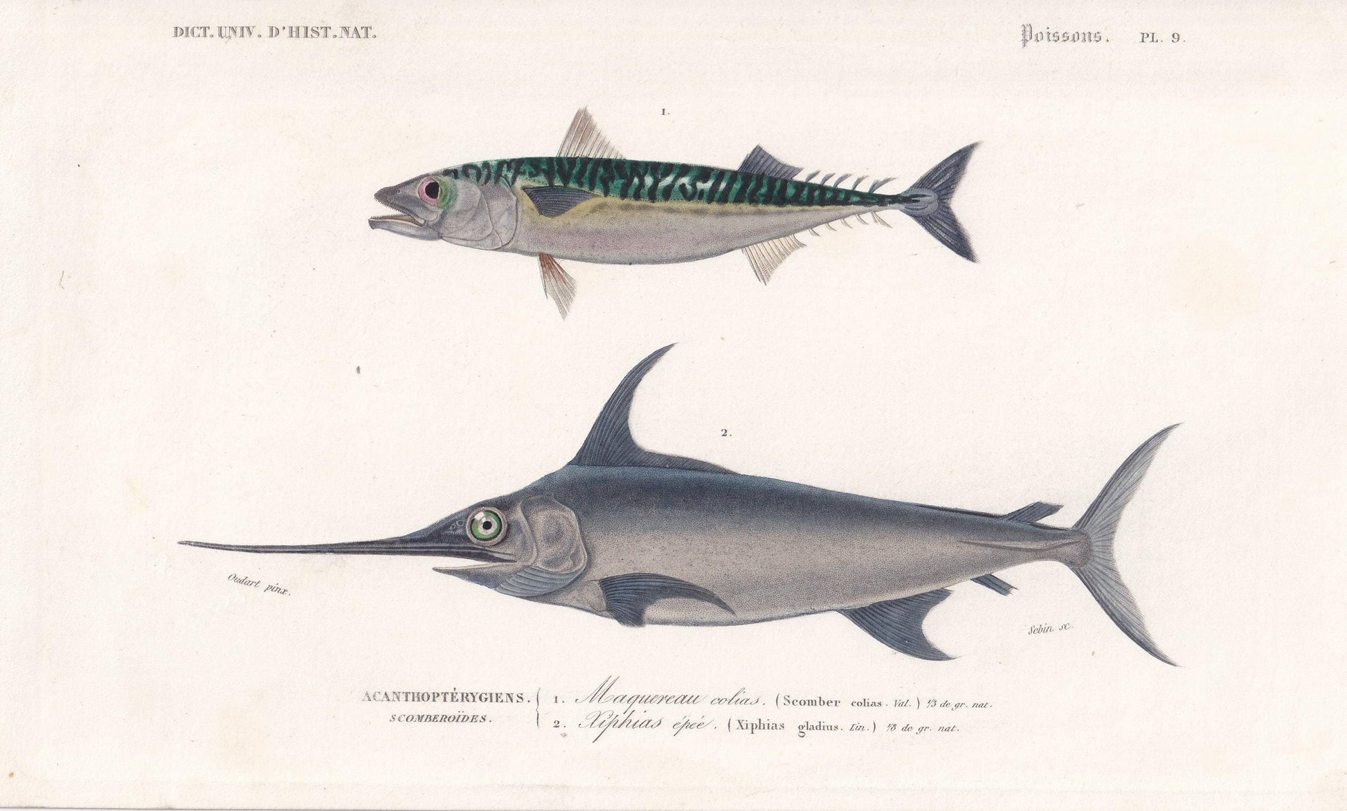 1861 MACKEREL & SWORDFISH Fish Print - Hand-Coloured Antique Print - Orbigny - Fishing Art - Gift Decor - 9.75 x 5.75 Inches