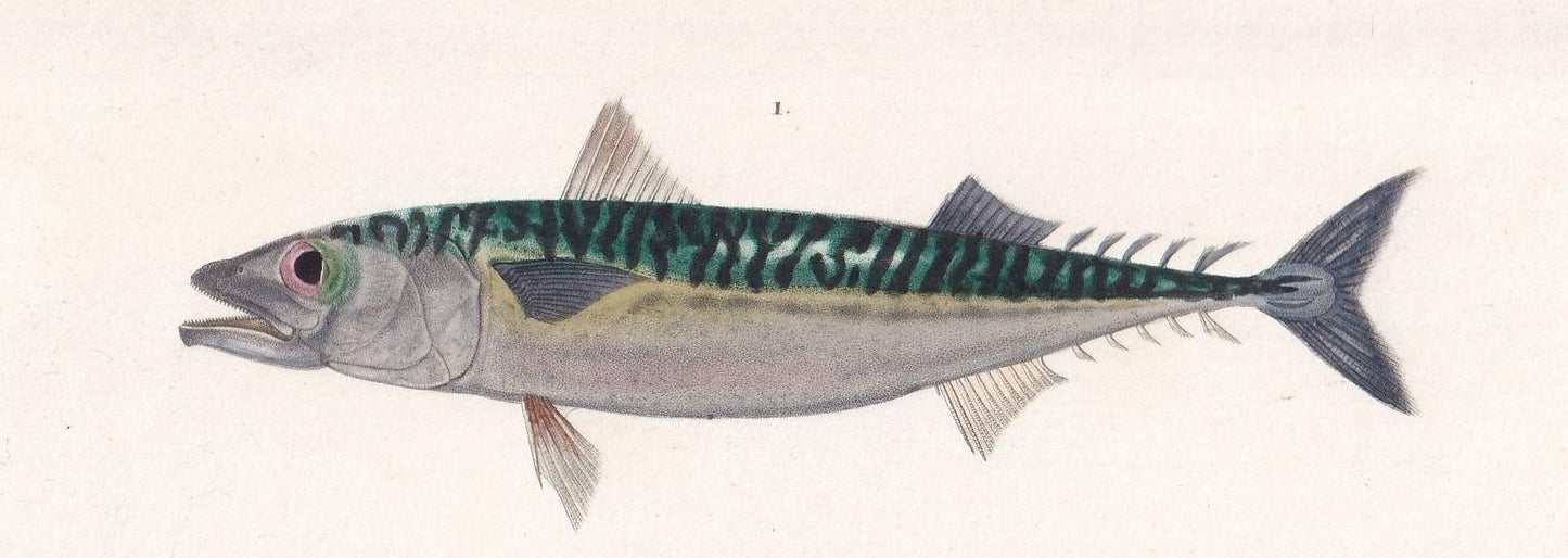 1861 MACKEREL & SWORDFISH Fish Print - Hand-Coloured Antique Print - Orbigny - Fishing Art - Gift Decor - 9.75 x 5.75 Inches